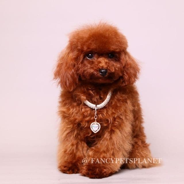 Mindjey mahogany teacup - Toy Poodle Female