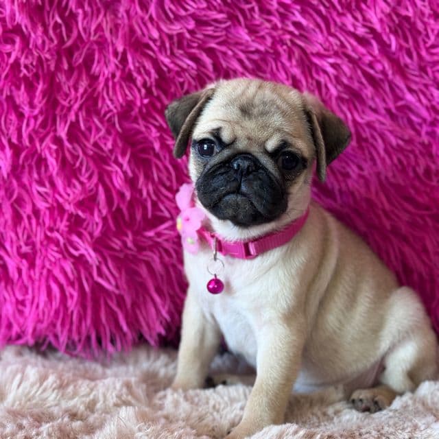 Lexie Lou - Pug Female