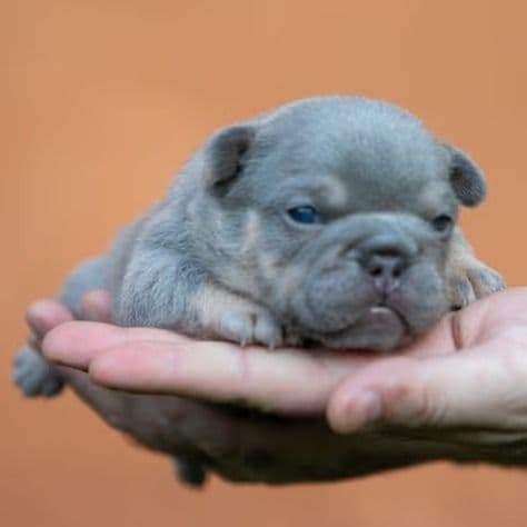 Prada - French Bulldog Female