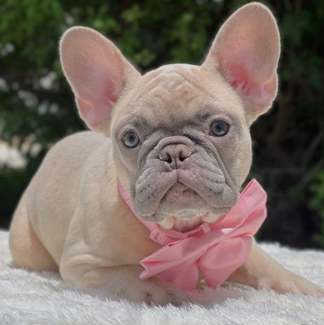 Pretty - French Bulldog Female