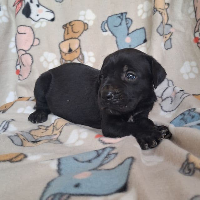 Black Male - Cane Corso Male
