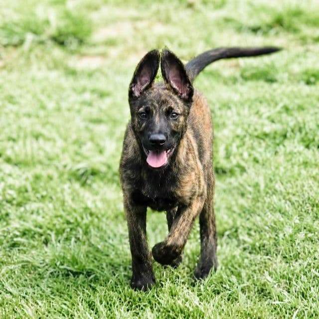 Barrett - Dutch Shepherd Male