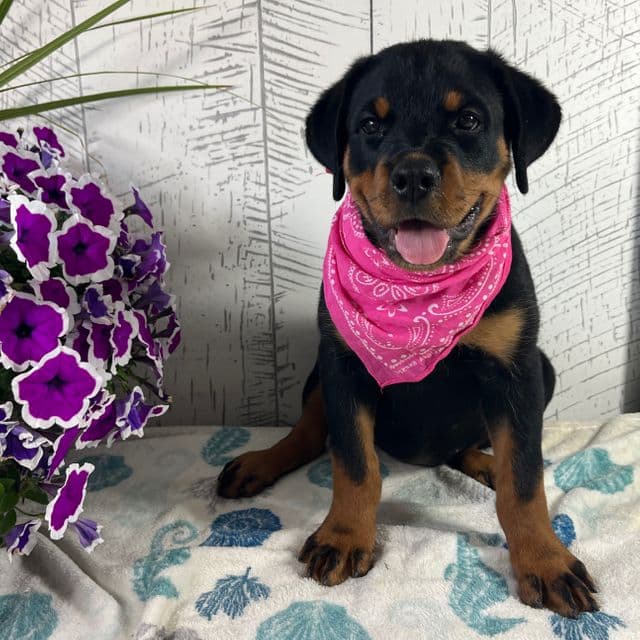 Roxy - Rottweiler Female