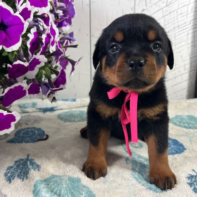 Josie - Rottweiler Female