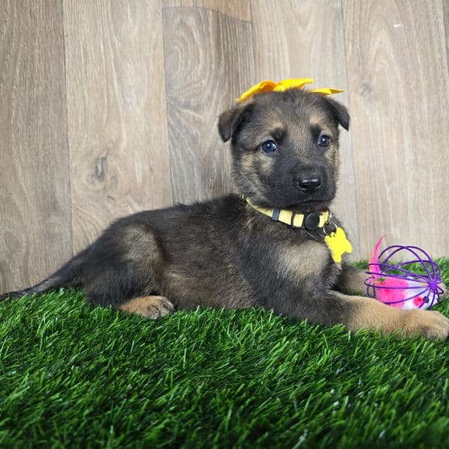 Hannah - German Shepherd Dog Female