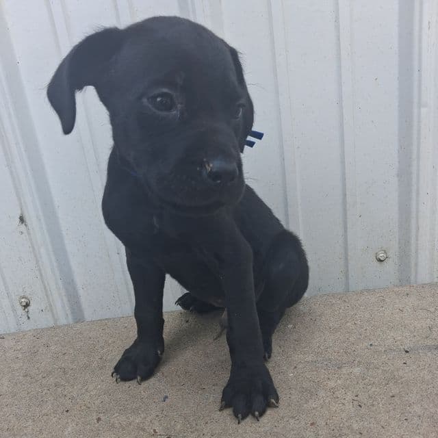Blue collar - Cane Corso Male