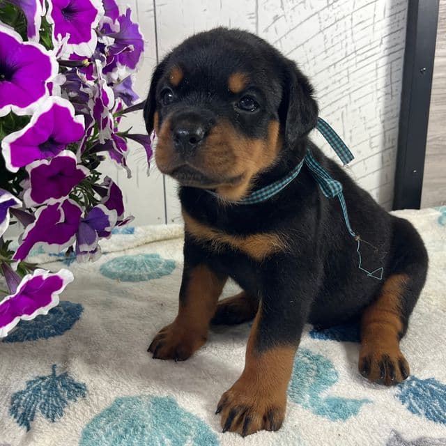 Bruno - Rottweiler Male