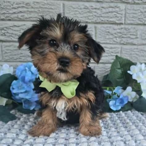 Baxter - Yorkshire Terrier Male