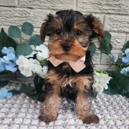 Tucker - Yorkshire Terrier Male