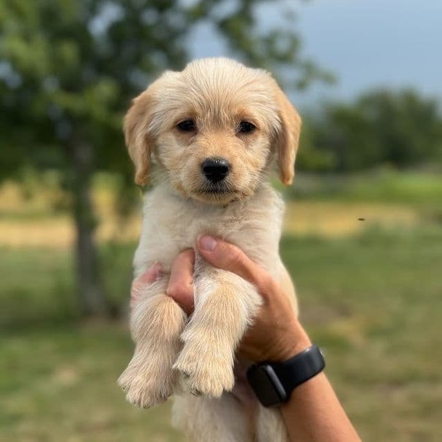 DARK GREEN - F1B - Goldendoodle Male