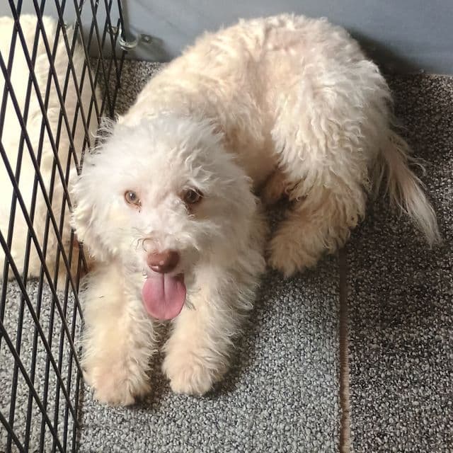 Alex - Poochon Male