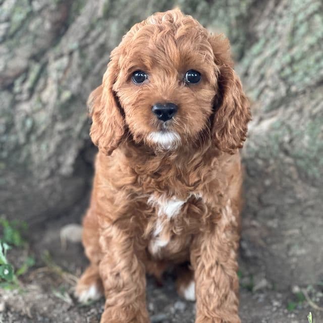 Sweet - Cocker Spaniel Female