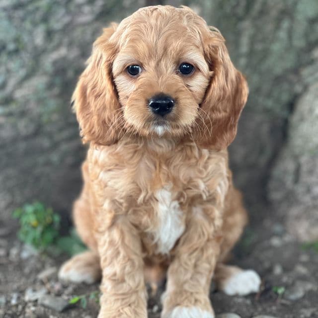 Sage - Cocker Spaniel Male
