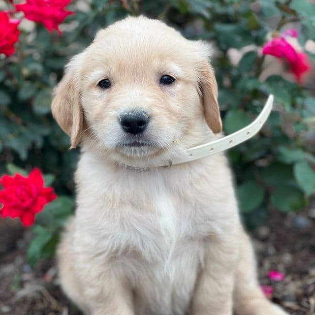 Daisy - Golden Retriever Female