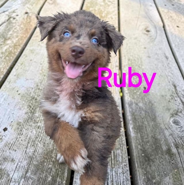 Ruby - Australian Shepherd Female