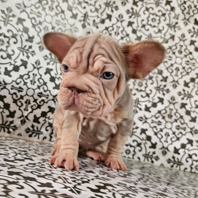Isabella - French Bulldog Female