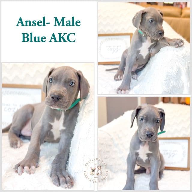 Ansel - Great Dane Male