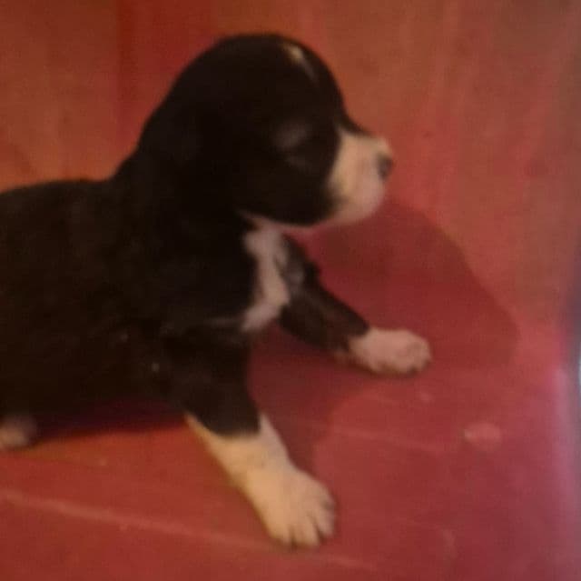 Dorothy - Aussiedoodle Female