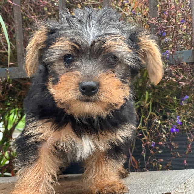 Miles - Yorkshire Terrier Male
