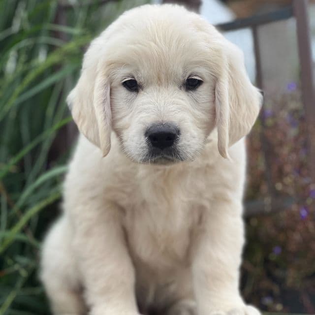 Simon - Golden Retriever Male