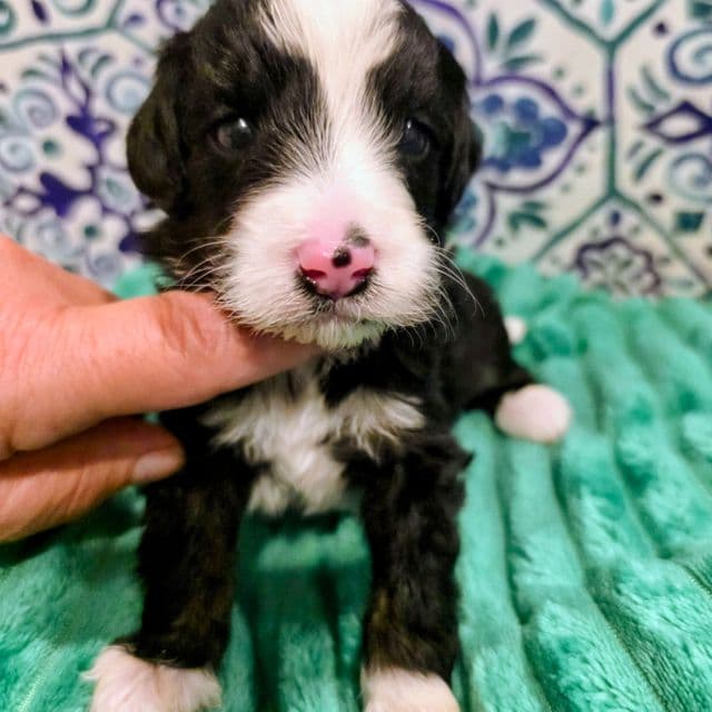 Brett- mini - Bernedoodle Male