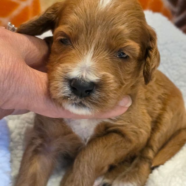 Devonte-mini - Goldendoodle Female