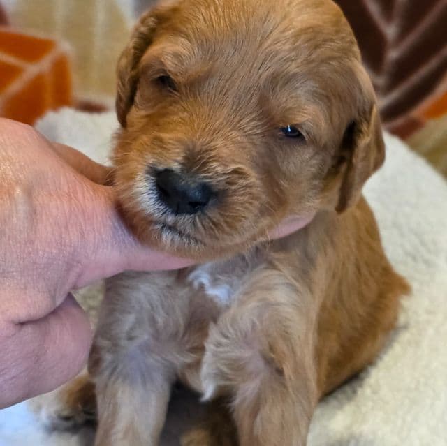 Hondo-mini - Goldendoodle Male