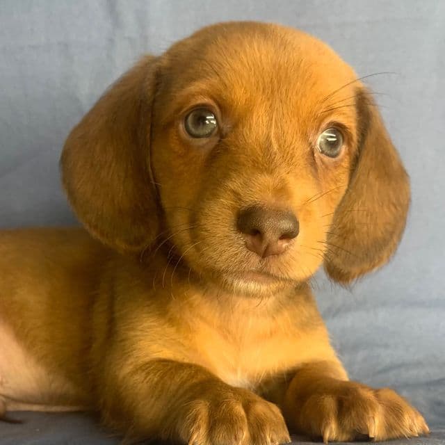 Little Snuggler~Chester~!!! - Dachshund Male