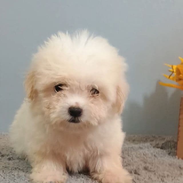Hadley - Maltese Female
