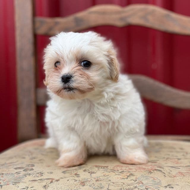 Sunshine - Havanese Female