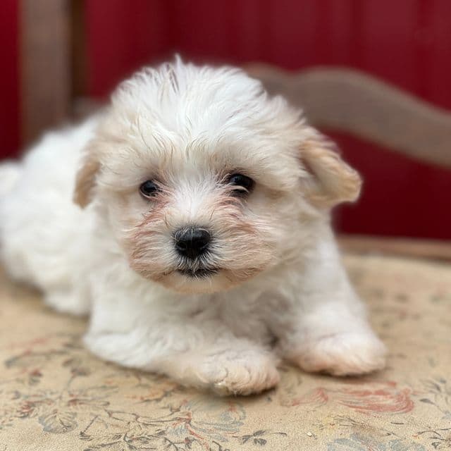 Snowy - Havanese Female