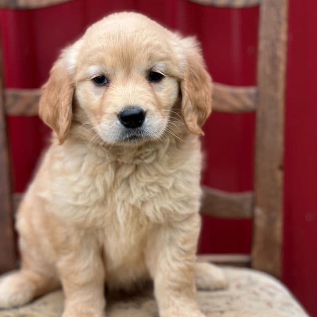 Kitkat - Golden Retriever Female