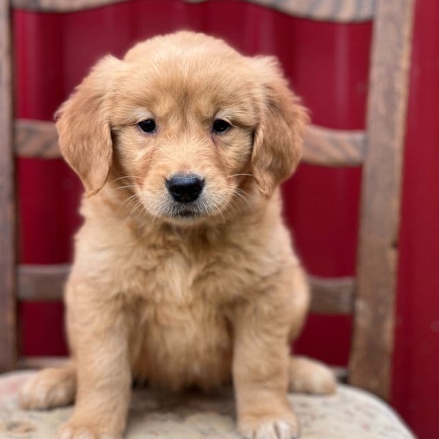 Kisses - Golden Retriever Female