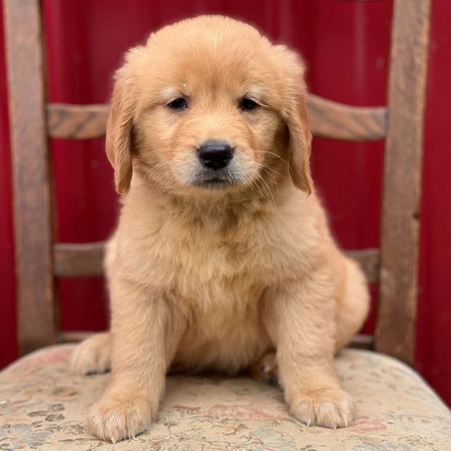 Kaycee - Golden Retriever Female
