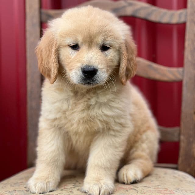 Koda - Golden Retriever Male