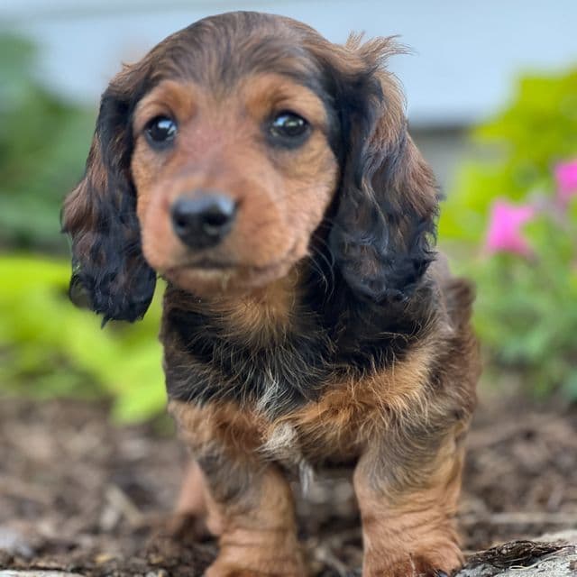 Daniel - Dachshund Male