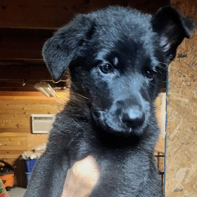 Ivan vom LegendLand - German Shepherd Dog Male