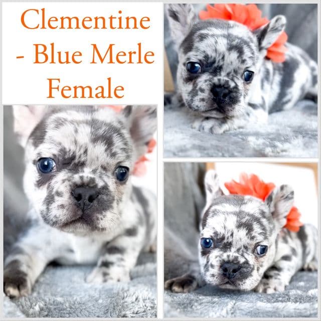 Clementine - French Bulldog Female