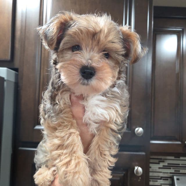 Alleah - Yorkshire Terrier Female