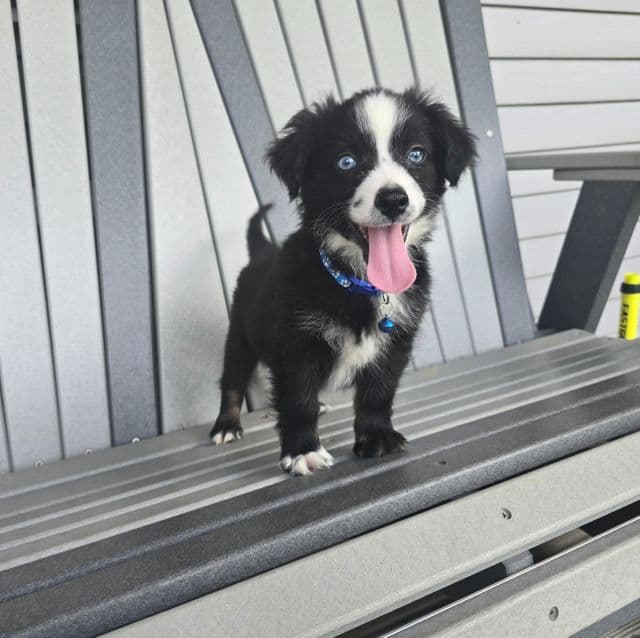 Cleo - Miniature American Shepherd (Mini Aussie) Male