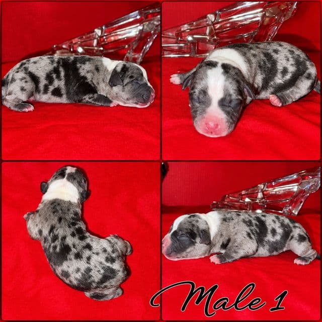 Male 1 - American Bully Male