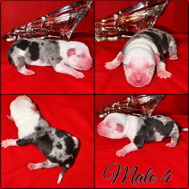 Make 4 - American Bully Male