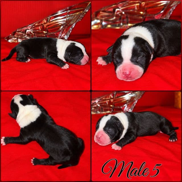 Male 5 - American Bully Male