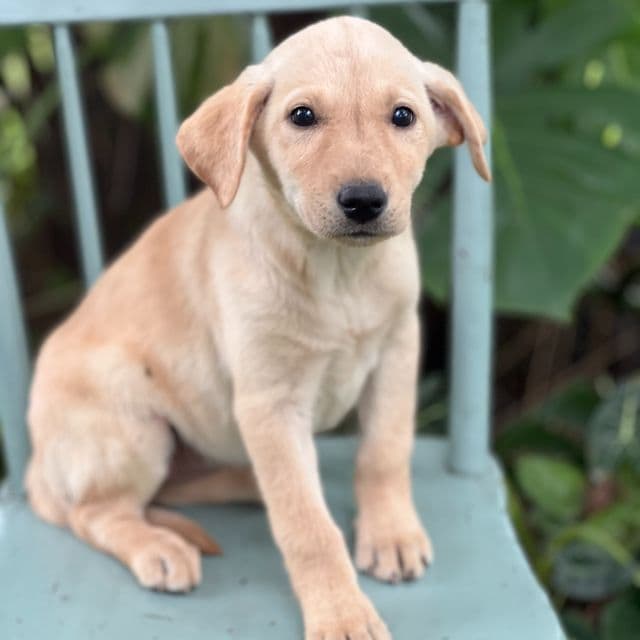 Muffin - Labrador Retriever Female