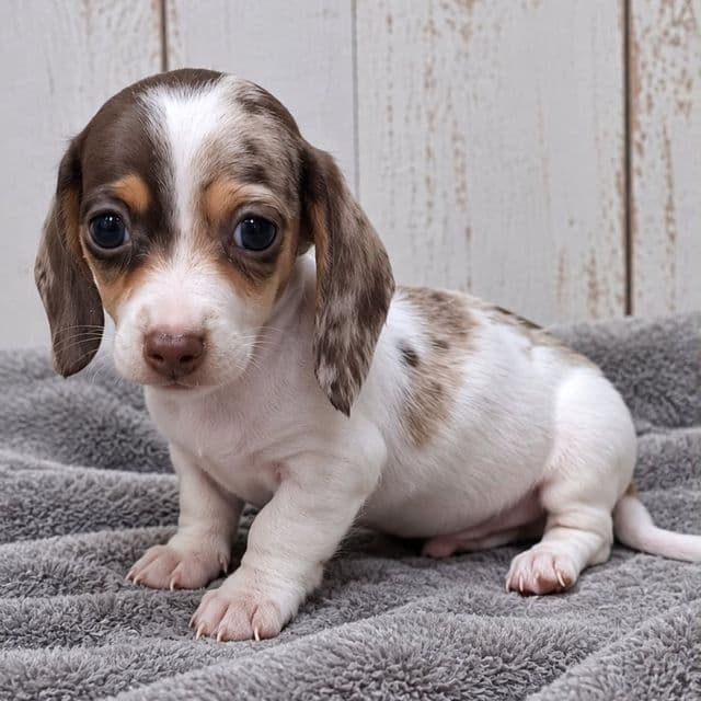 Luke - Dachshund Male