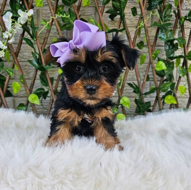 Lilly - Yorkshire Terrier Female