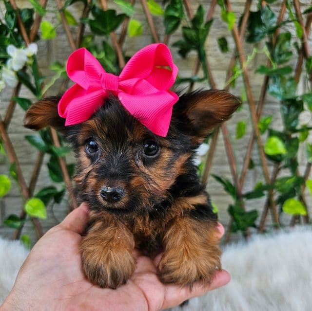 Sadie - Yorkshire Terrier Female