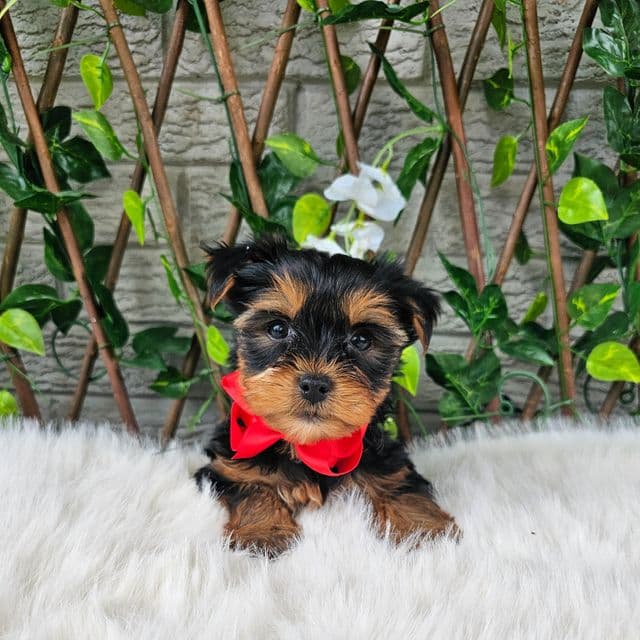Theo - Yorkshire Terrier Male