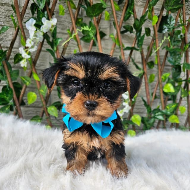 Tiny Tucker - Yorkshire Terrier Male