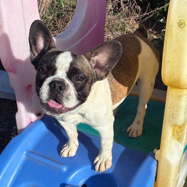 Gigi - French Bulldog Female